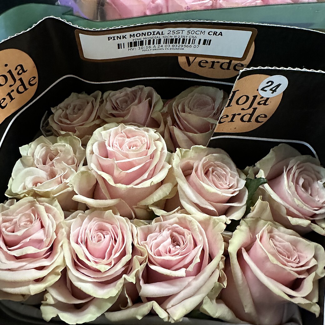 Розы Pink Mondial в коробке с этикеткой Hoja Verde, 25 стеблей 50 см