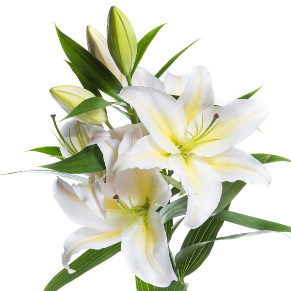 Baltas lilijas - burvīgi smaržojo&scaron;as