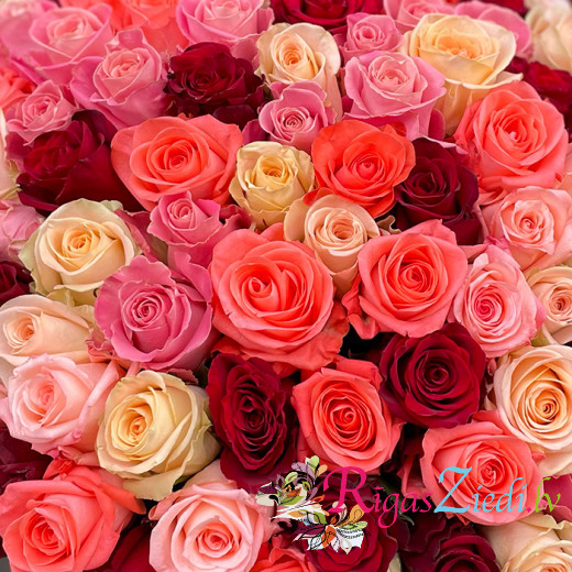 101 different colour roses