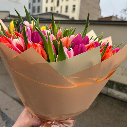 101 tulpe mix