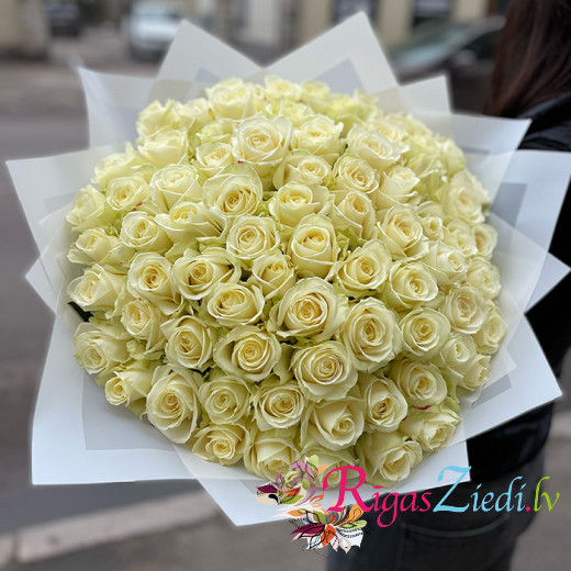 101 White Rose Avalanche