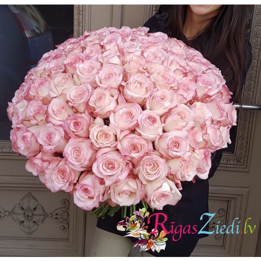 101 pink Premium class rose