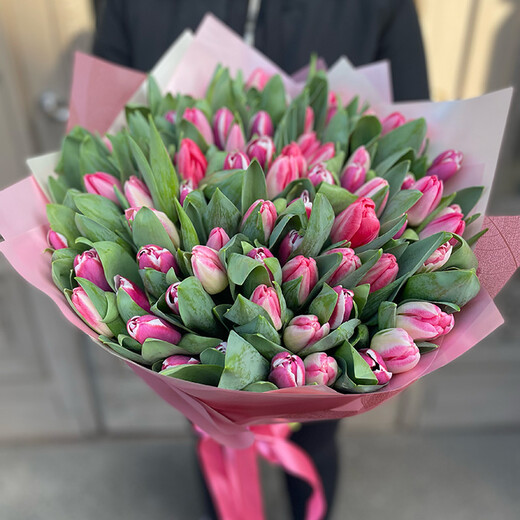 101 rozā tulpe dekoratīvā iepakojumā