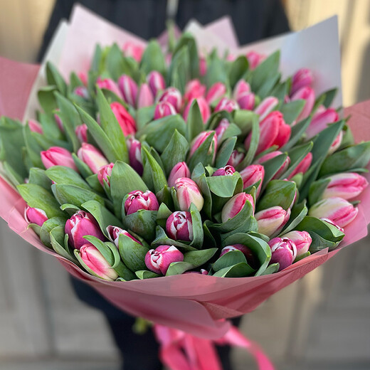 101 rozā tulpe dekoratīvā iepakojumā