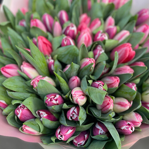 101 rozā tulpe dekoratīvā iepakojumā