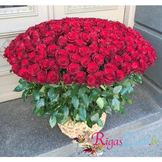 201 red roses
