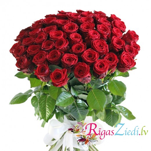 51 long, red premium rose