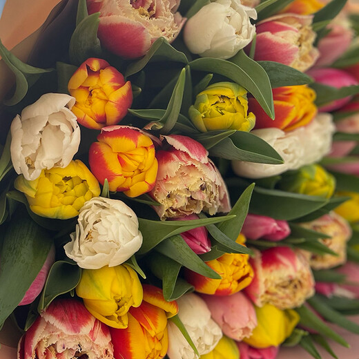 51 пионовидный тюльпан