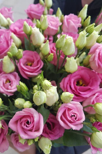 Pink lisianthus