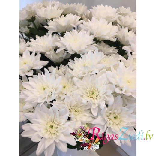 White chrysanthemum