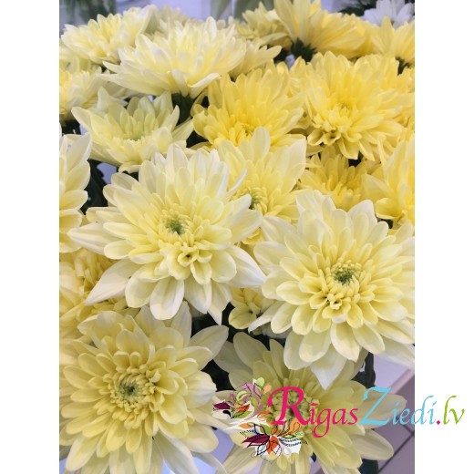 Yellow chrysanthemum