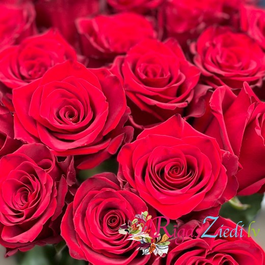 Red roses I love You