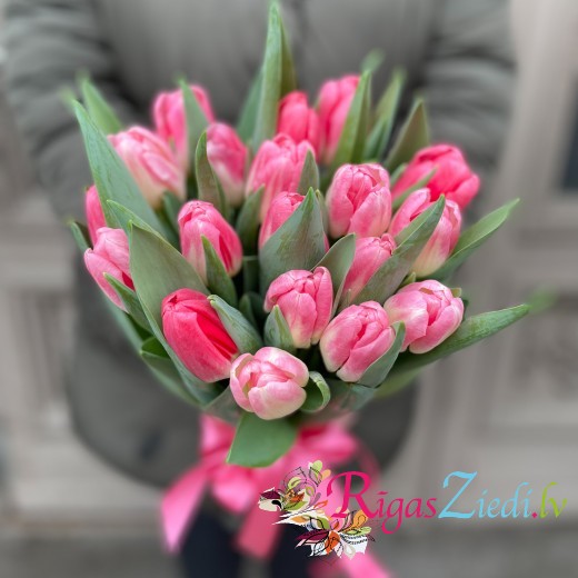 Pink tulips