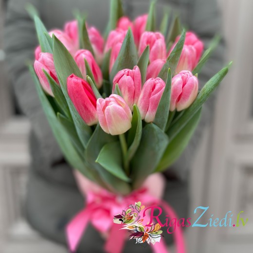 Pink tulips