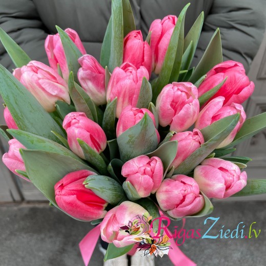 Pink tulips