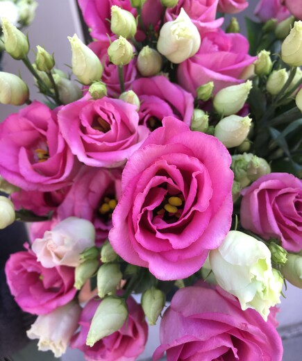 Pink lisianthus