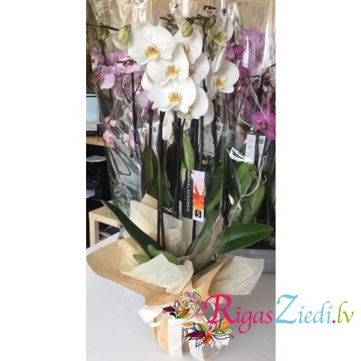 Orchid in decorative packaging