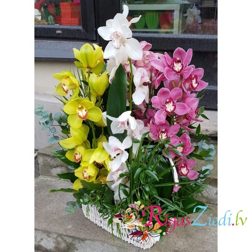 Orchid basket