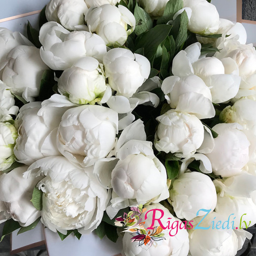 A bouquet of white peonies