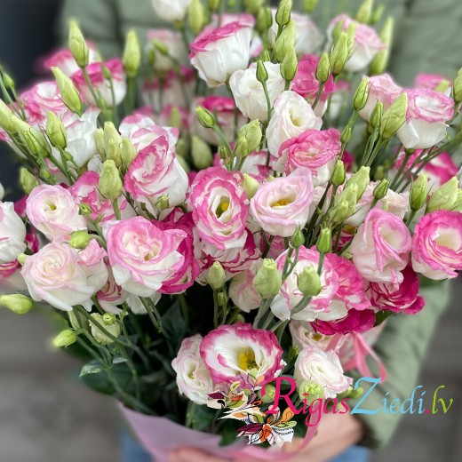 White lisantes with a pink border