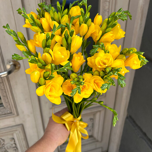 Yellow freesia
