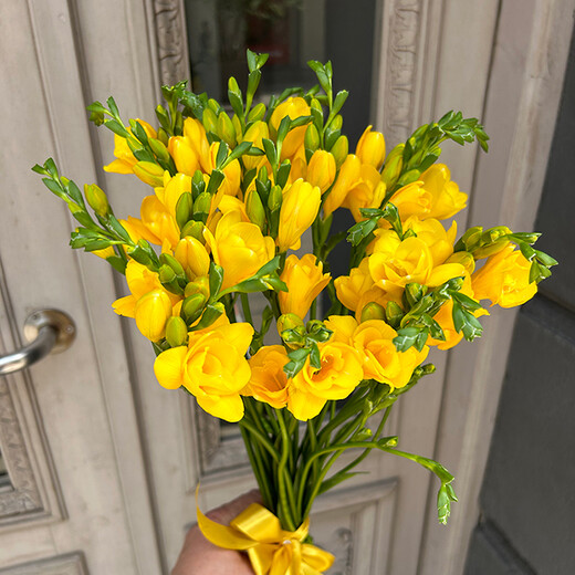 Yellow freesia