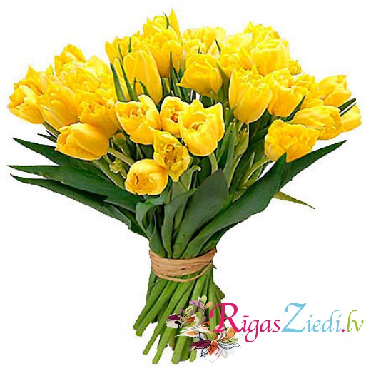 dzeltenas tulpes