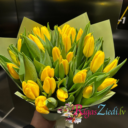 yellow tulips