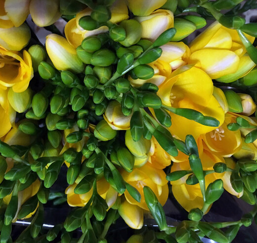 Yellow freesia