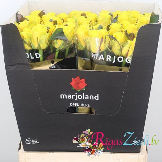 Yellow roses in the manufacturer's packaging, in a package of 10 pcs.