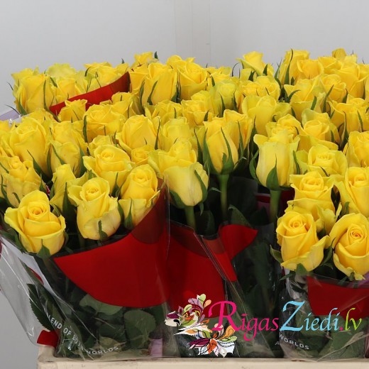 Yellow roses in the manufacturer's packaging, in a package of 10 pcs.