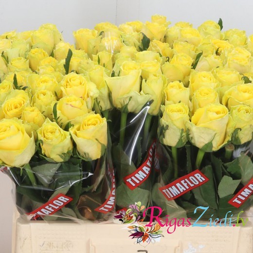 Yellow roses in the manufacturer's packaging, in a package of 10 pcs.