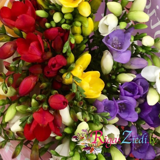Freesia, different color mix