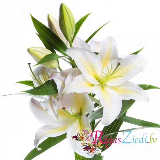 White lilies. Lovely aroma!