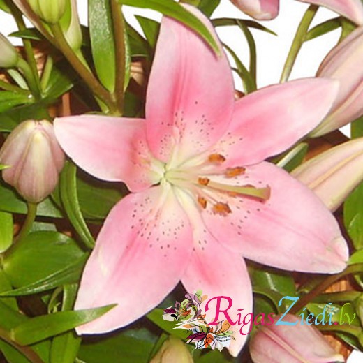 Soft pink lilies