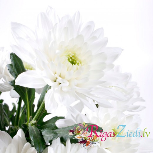 White chrysanthemum