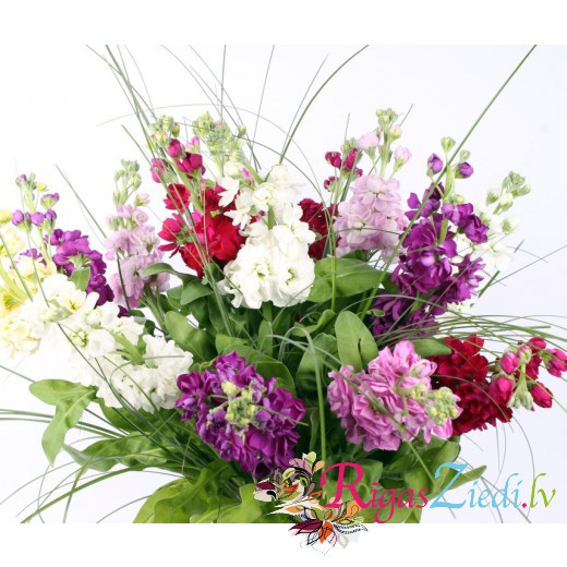 Matthiola, a bouquet of different colors