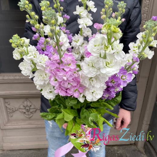 Matthiola, a bouquet of different colors