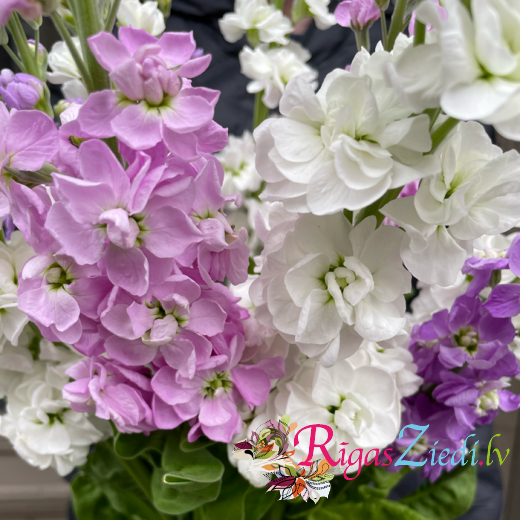 Matthiola, a bouquet of different colors