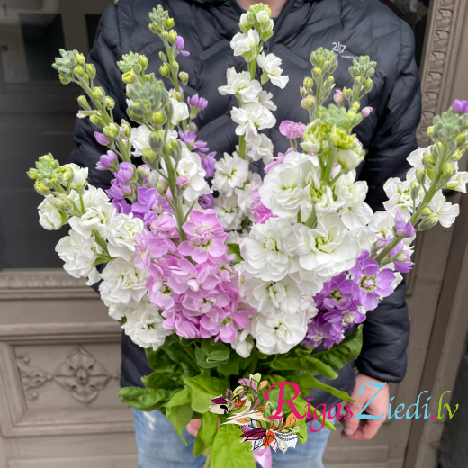 Matthiola, a bouquet of different colors