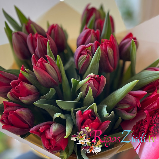 Pildītas sarkanas tulpes 