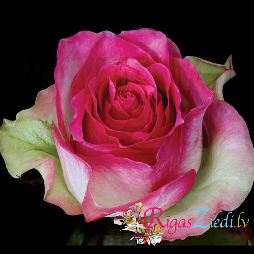 Розовые розы премиум класса 