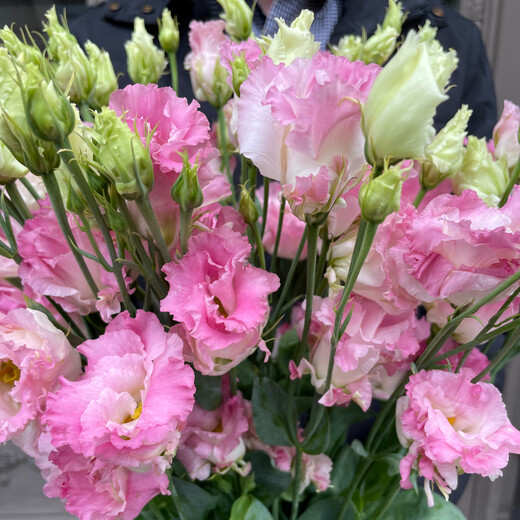 Pink lisianthus