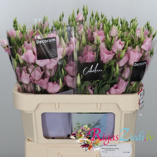 Pink lizante in the manufacturer's packaging, in a package of 10 pcs.