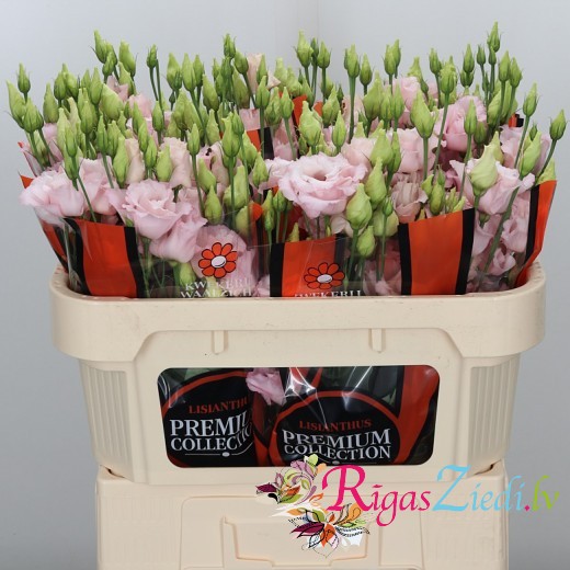 Pink lizante in the manufacturer's packaging, in a package of 10 pcs.