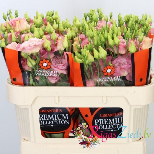 Pink lizante in the manufacturer's packaging, in a package of 10 pcs.