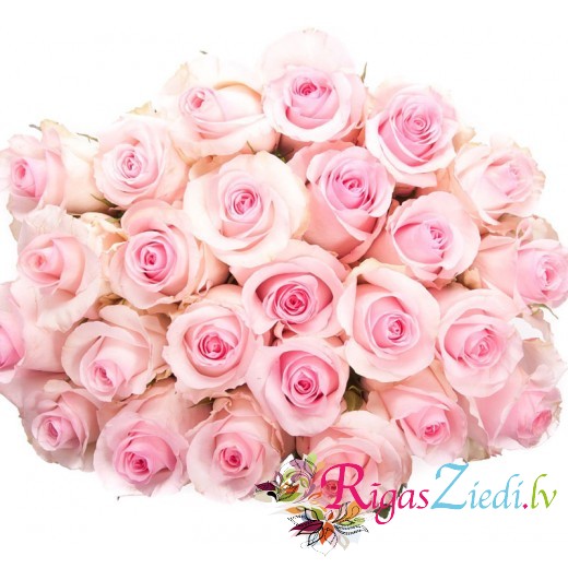 Pink roses