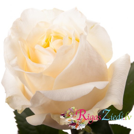 Нежно кремовая роза 50-60  см