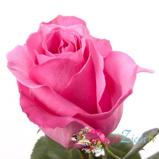 Розовые розы 60, 70, 80 см.
