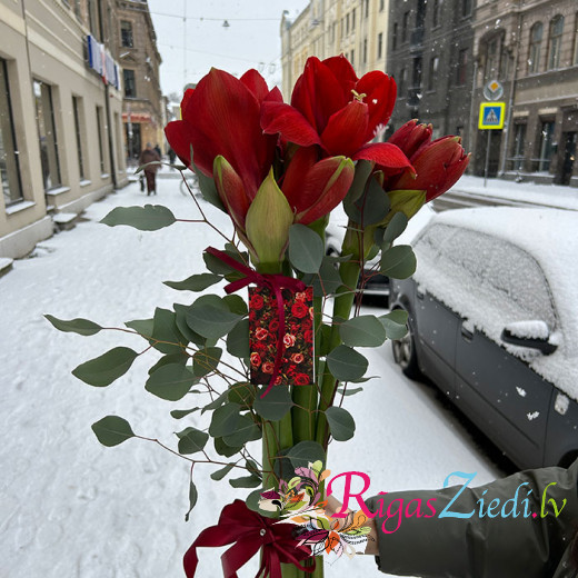 Красный амариллис